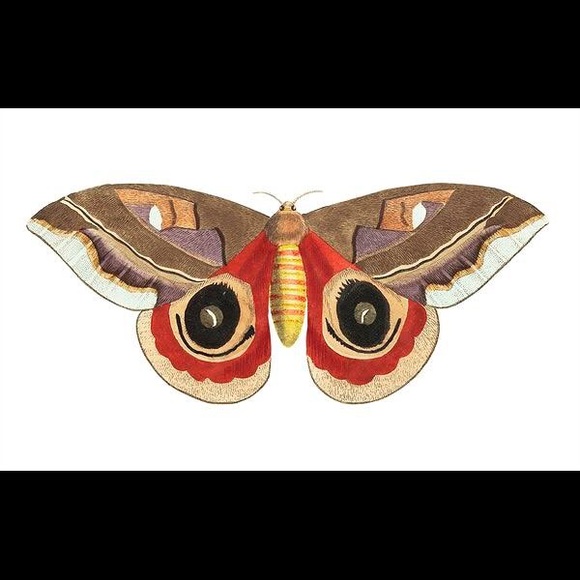 8 Horizontal Framed Butterfly Prints - Picture 8 of 9